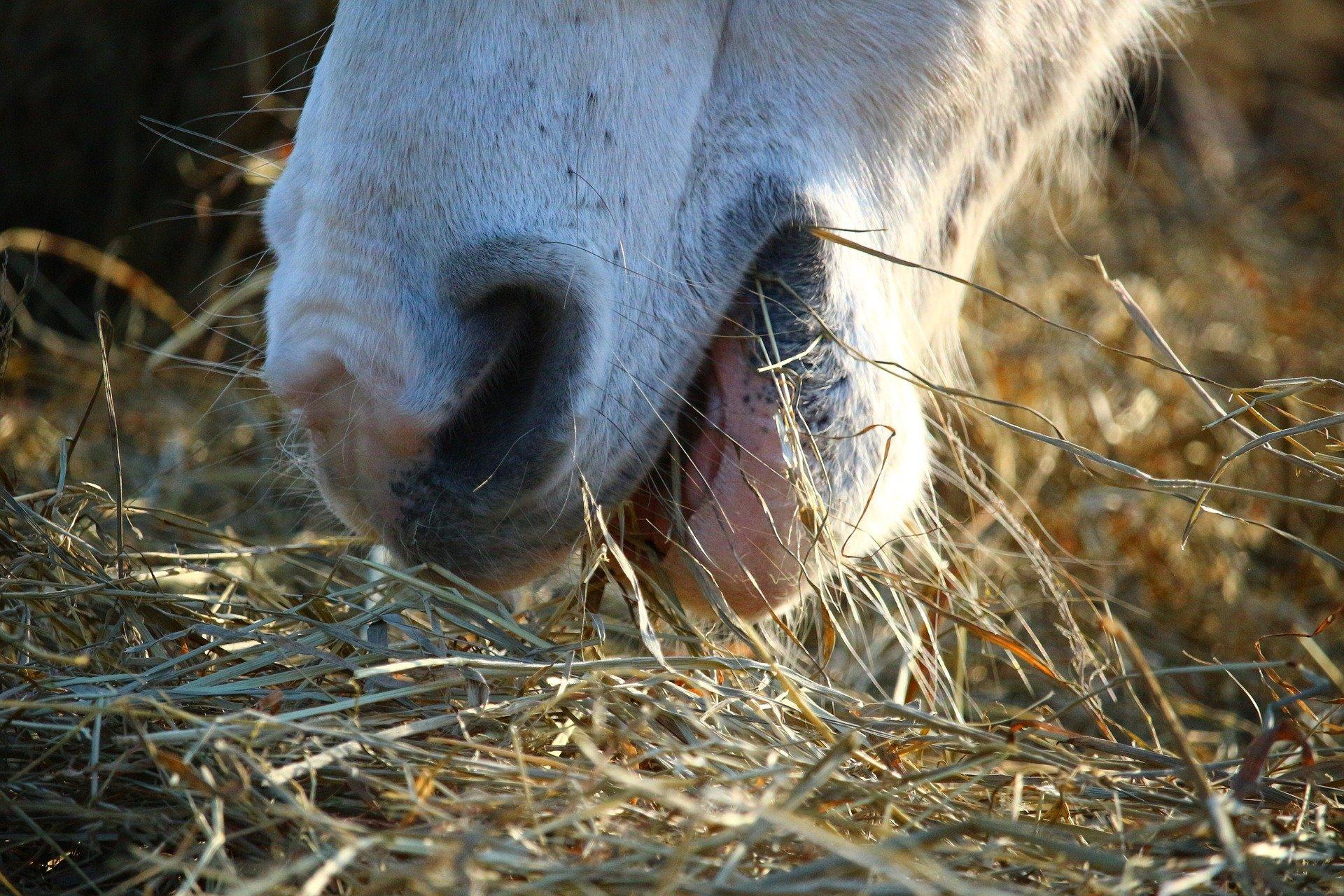 Pferd isst Heu